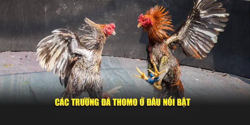 Các trường đá Thomo ở đâu nổi bật