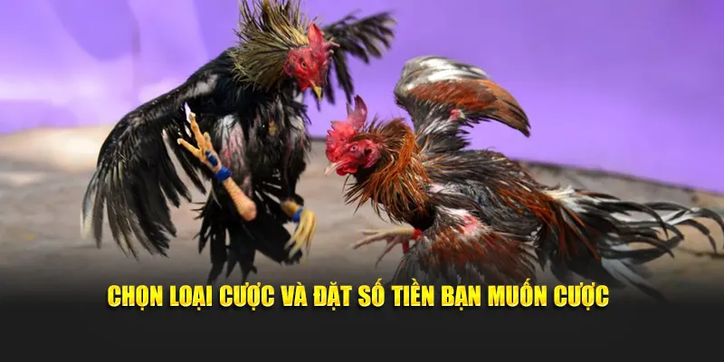 Chọn loại cược và đặt số tiền bạn muốn cược