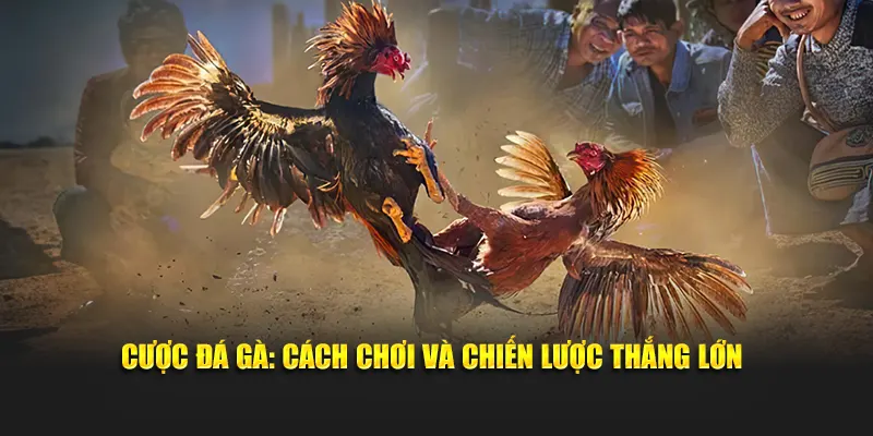cược đá gà