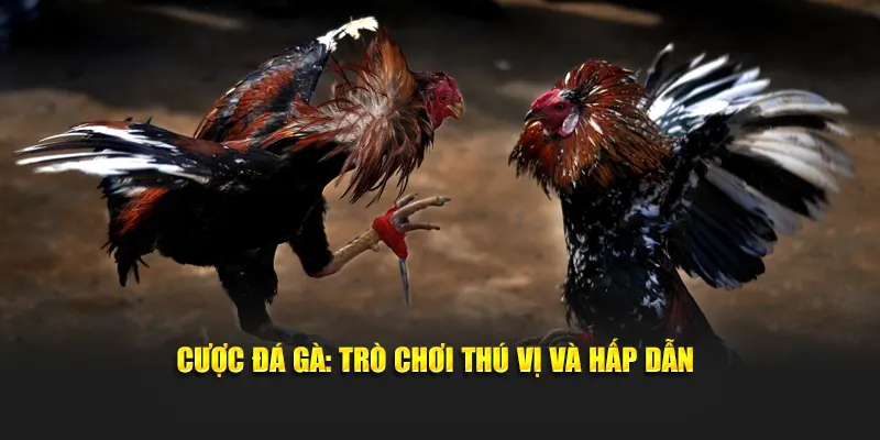Cược đá gà: Trò chơi thú vị và hấp dẫn