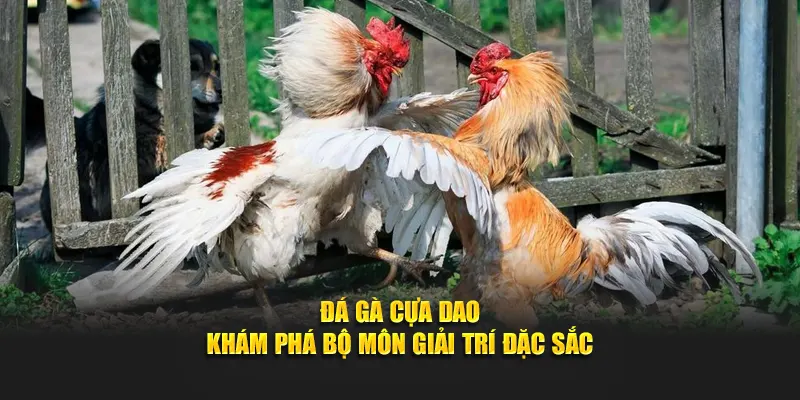 đá gà cựa dao