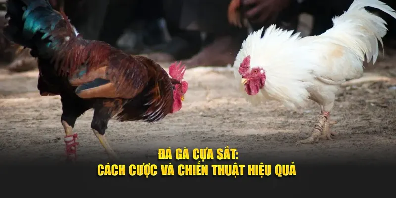 đá gà cựa sắt