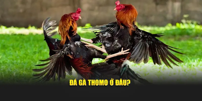 Đá gà Thomo ở đâu?