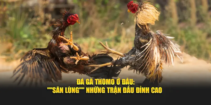 đá gà thomo ở đâu