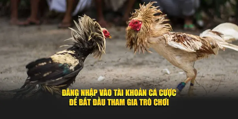 Đăng nhập vào tài khoản cá cược để bắt đầu tham gia trò chơi