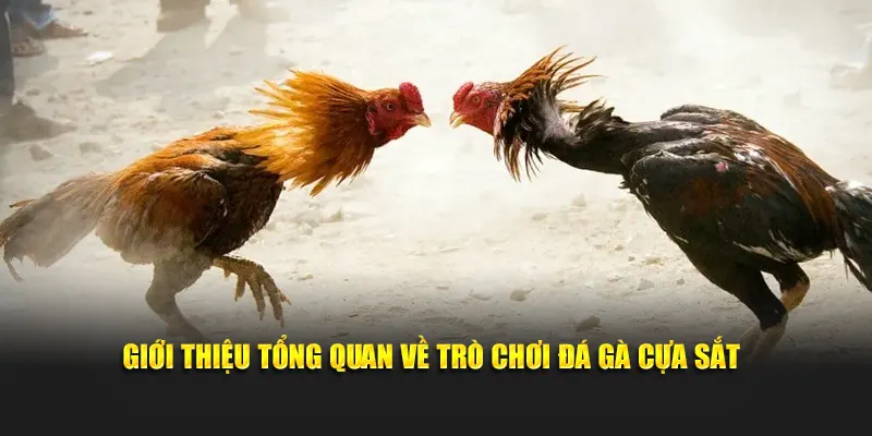 Giới thiệu tổng quan về trò chơi đá gà cựa sắt