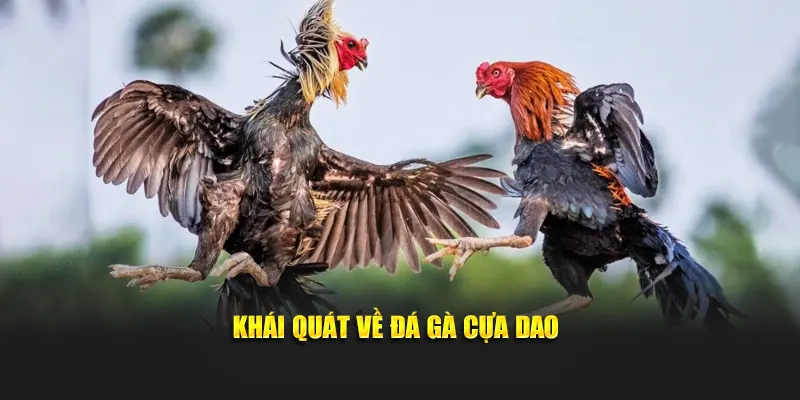 Khái quát về đá gà cựa dao