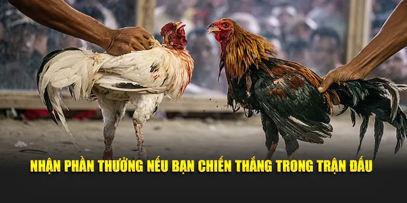 Nhận phần thưởng nếu bạn chiến thắng trong trận đấu