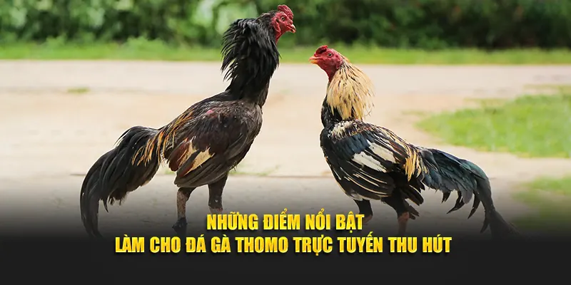 Những điểm nổi bật làm cho đá gà Thomo thu hút