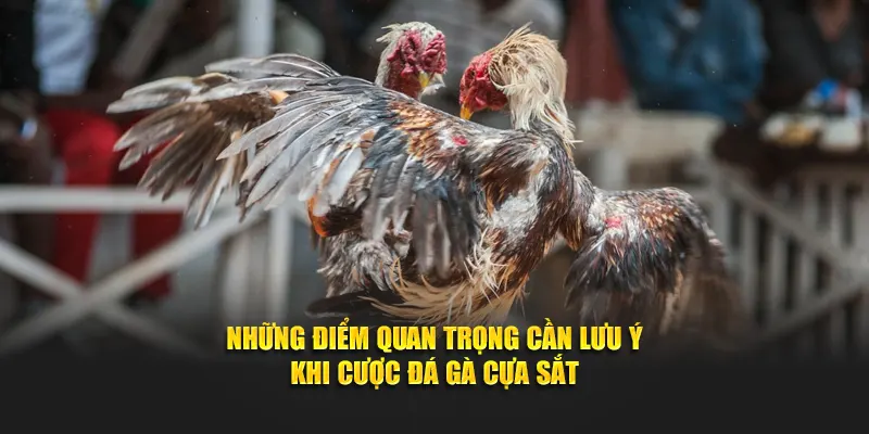 Những điểm quan trọng cần lưu ý khi cược đá gà cựa sắt