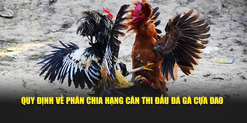Quy định về phân chia hạng cân thi đấu đá gà cựa dao