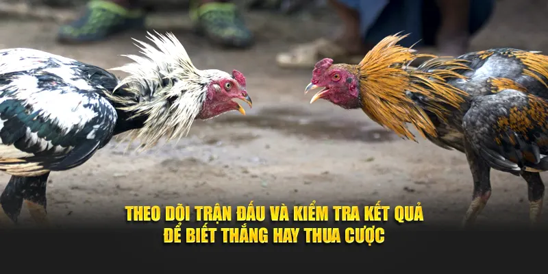Theo dõi trận đấu và kiểm tra kết quả để biết thắng hay thua cược