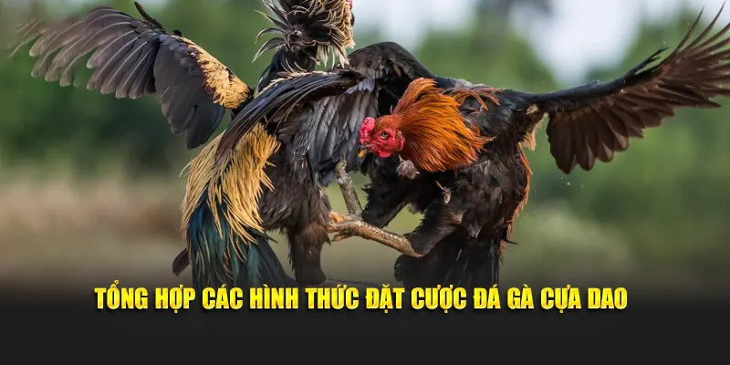 Tổng hợp các hình thức đặt cược đá gà cựa dao